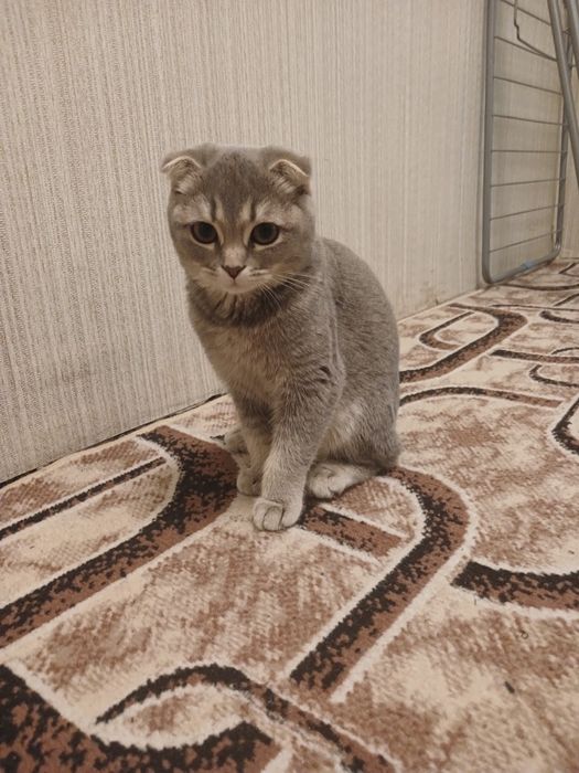 Продаеться умная кошечка