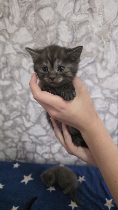 Продам шотландских котят