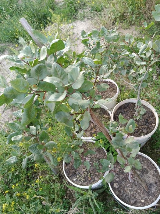 Фисташковое дерево