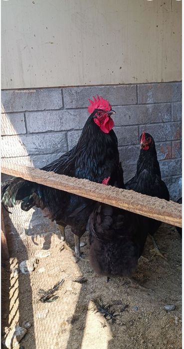 Корашахзода товуклари сотилади