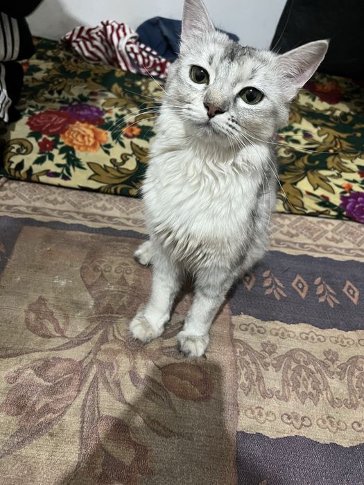 Sibirski shinshilla 1yosh