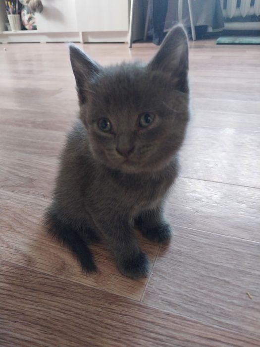 Отдам котиков в добрые руки
