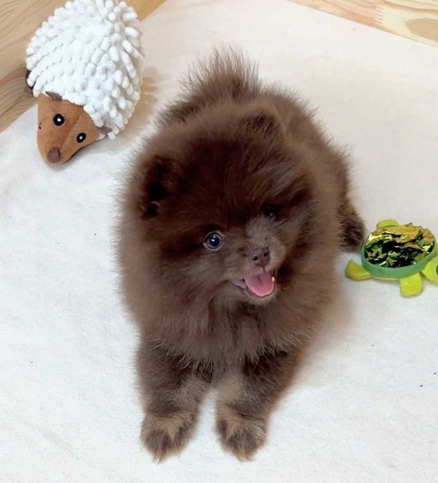 pomeranian deosebit cu pedigree