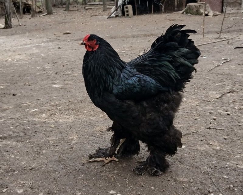 Oua gaini Brahma Negru/Sussex