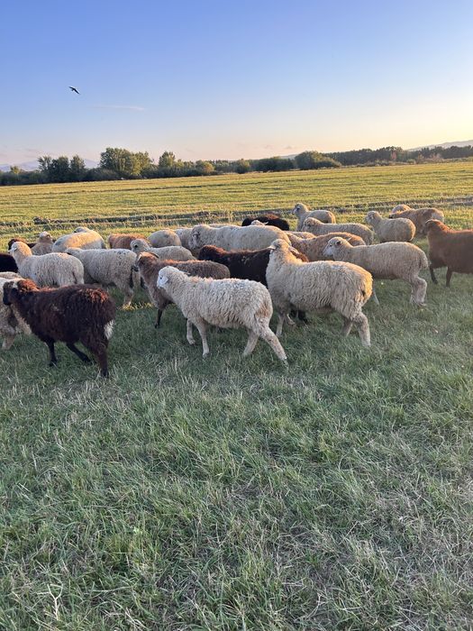 Токты кашкар крупные