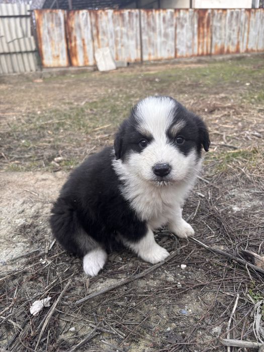 Отдам даром щенят