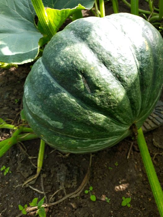 Продам дачную тыкву