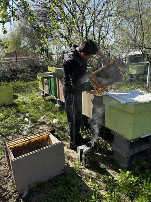 Miere naturală, BIO, de calitate superioară – direct de la producător