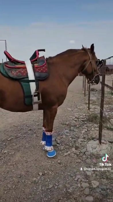 Продам   жеребца