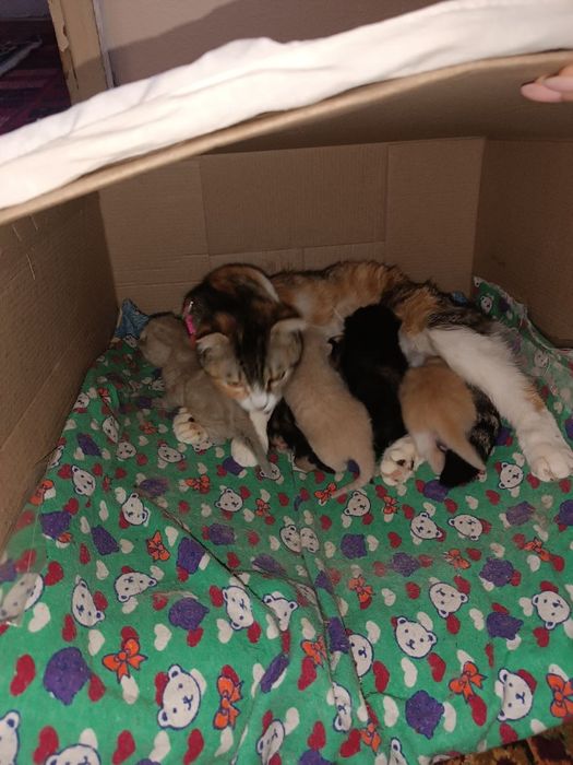 Продам вислоухих котят 20 дней