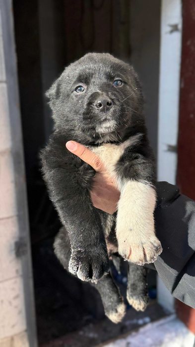 Щенки чистокровных тобетов