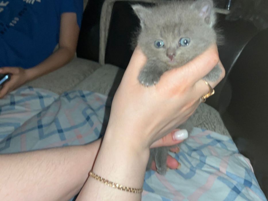 Отдам прекрасных девочек только в добрые руки