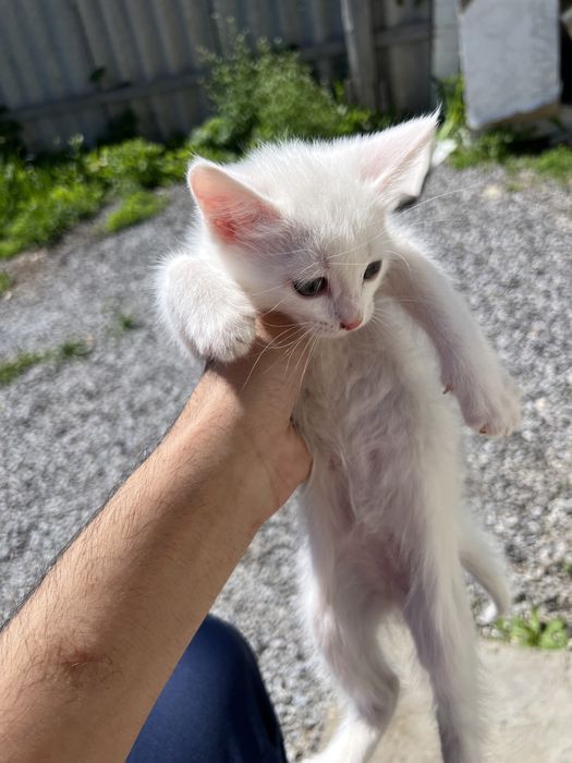 Отдаем котят в добрые руки  (девушка)