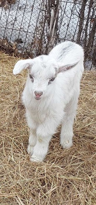 Продам породистого козлика