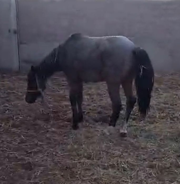 семіз жылқы соғымға сатылады