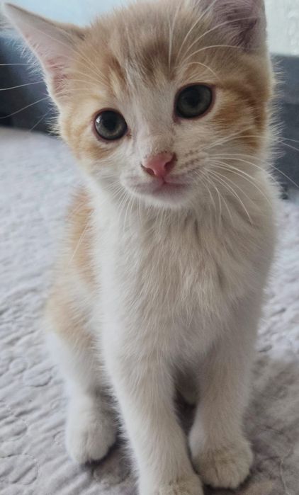 Отдам Котят  в добрые руки