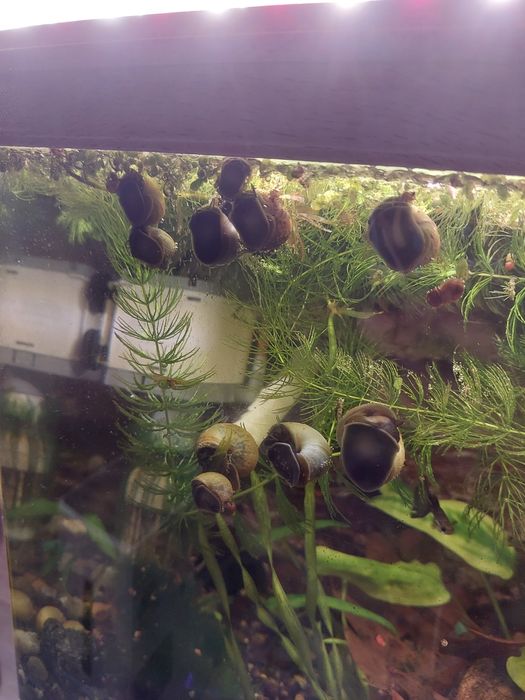 Продам ампулярии