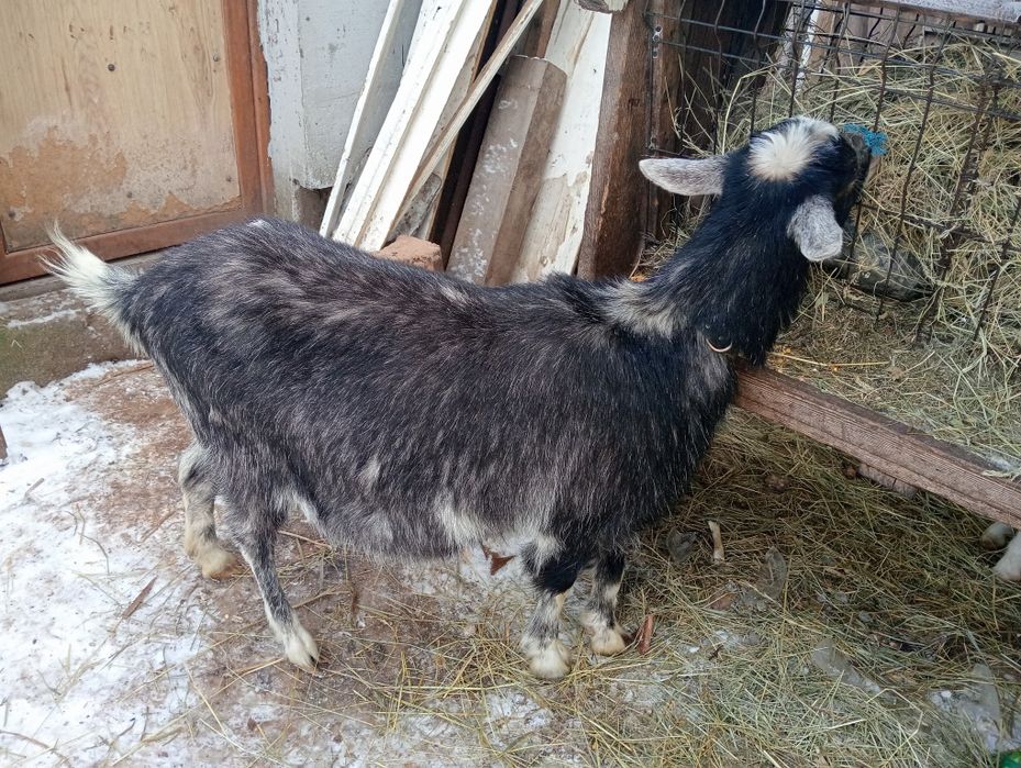 Vând capre de curte