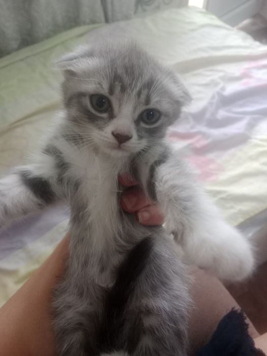 Британские короткошерстные