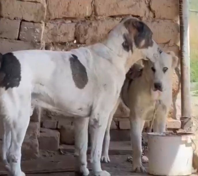 Алабай щенки продаётся