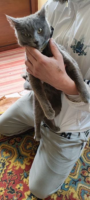 Кошечка 6 ойли ранги дымчатый