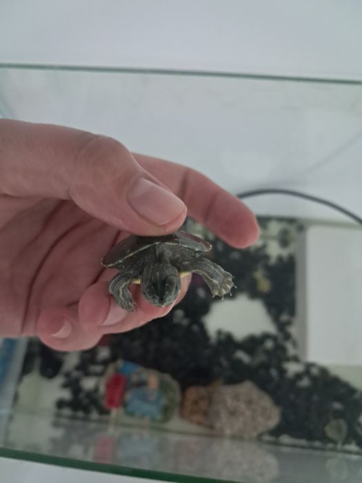 Аквариум с черепахой
