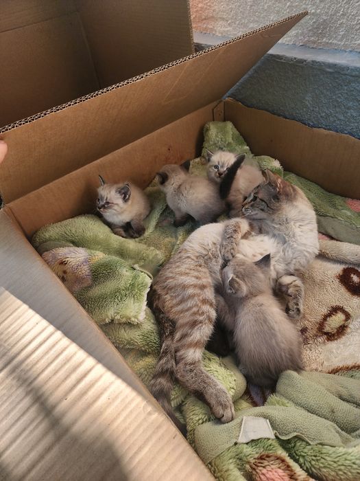 Котята сиамские 10000