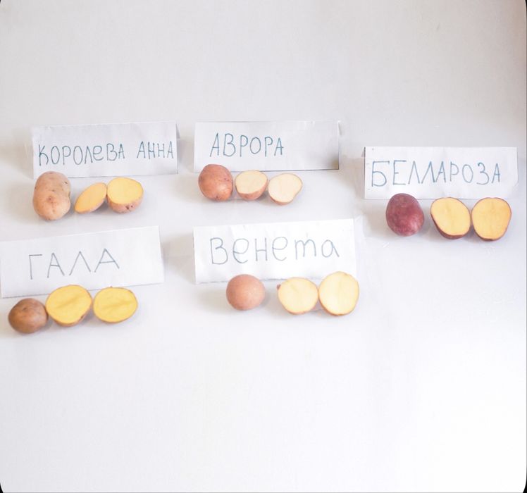 Семена картофеля(Каскелен)