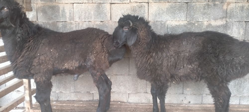 Қошқарлар сатылады