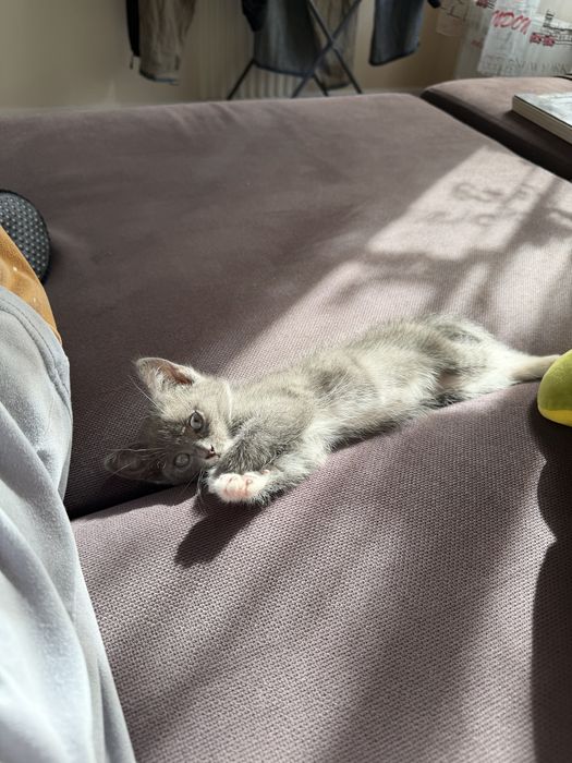 Котенок в добрые руки