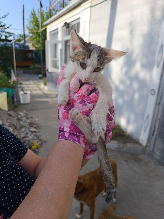 Котята для души))