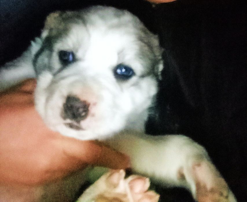 Алабай кучуклари