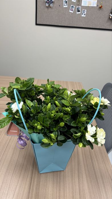 Продам букет цветов