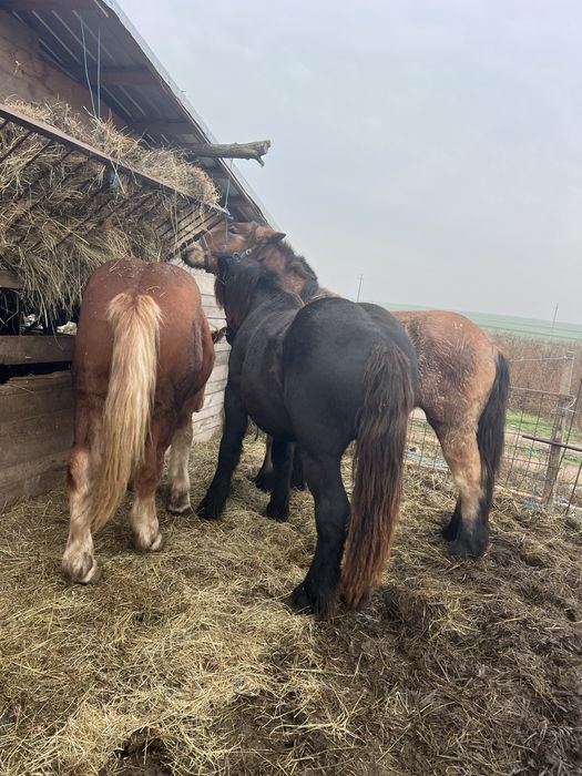 Vând sau schimb cu viței doi mânzi