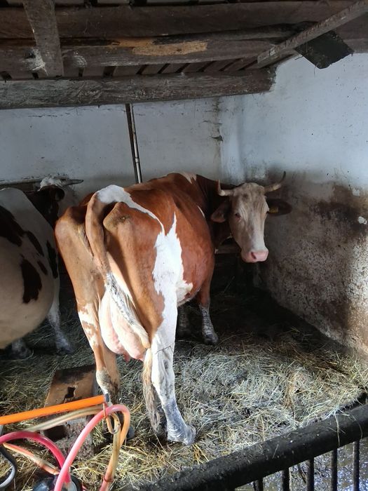Vaca baltata montata