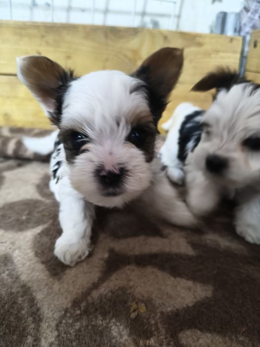 Бивер- Йорк малыши