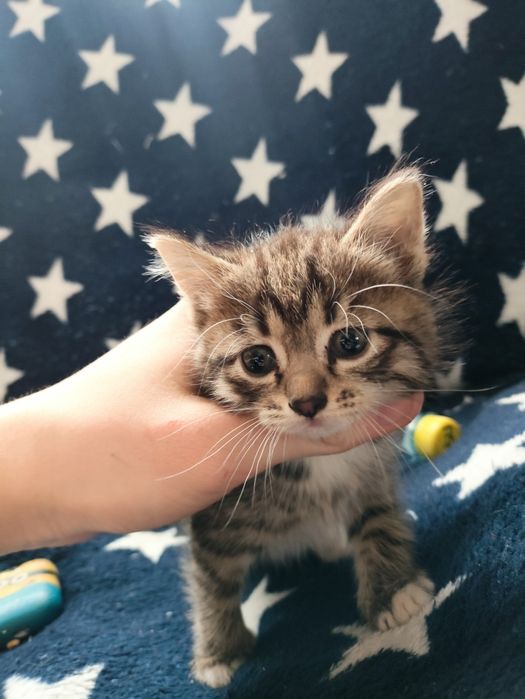 Отдам котят в добрые руки