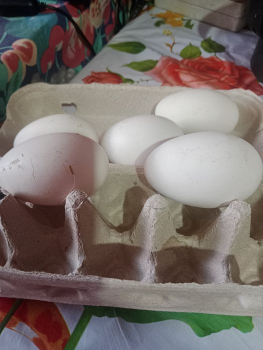 Oua de vânzare  proaspete