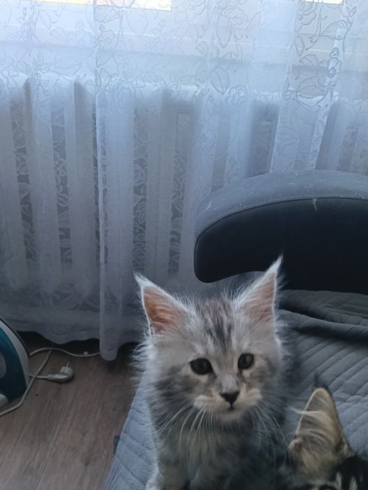 В питомнике есть Мейн куны