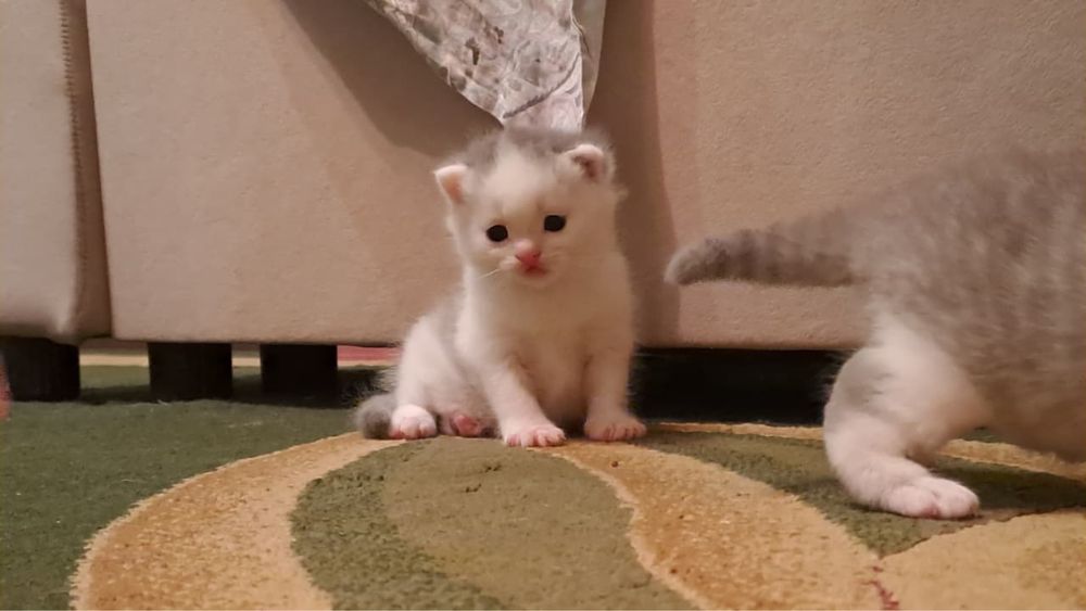 Продам котят мальчик и девочка .