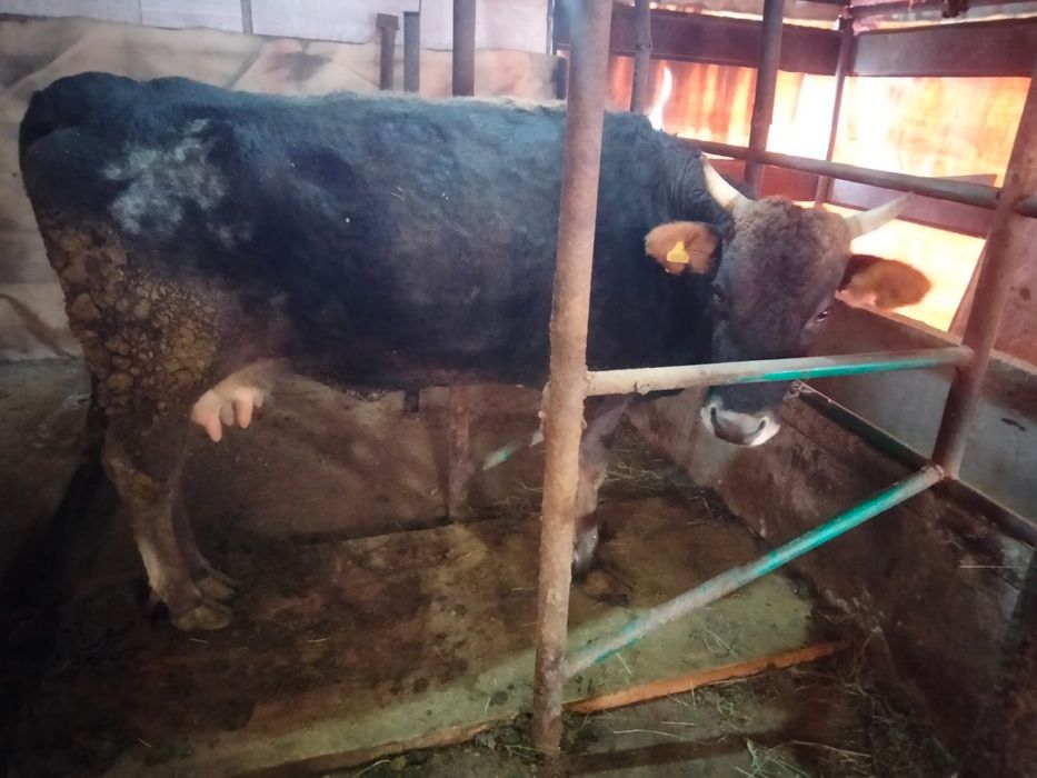 Продам корову…..