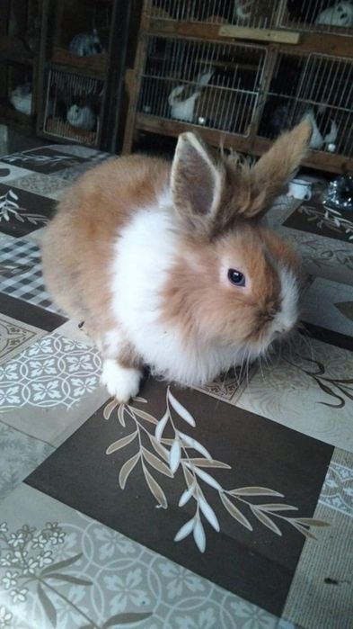 Vând iepure cap de leu – blănos și prietenos