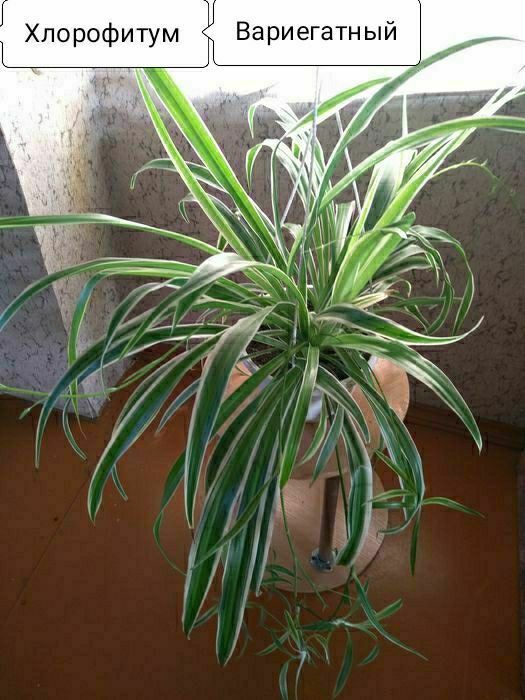 Сансевиерия, Хлорофитум