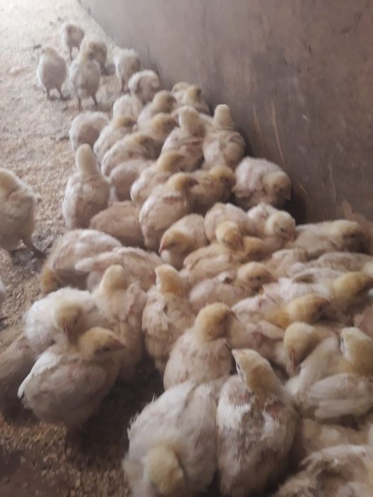 Продам Броллерных цыплят!