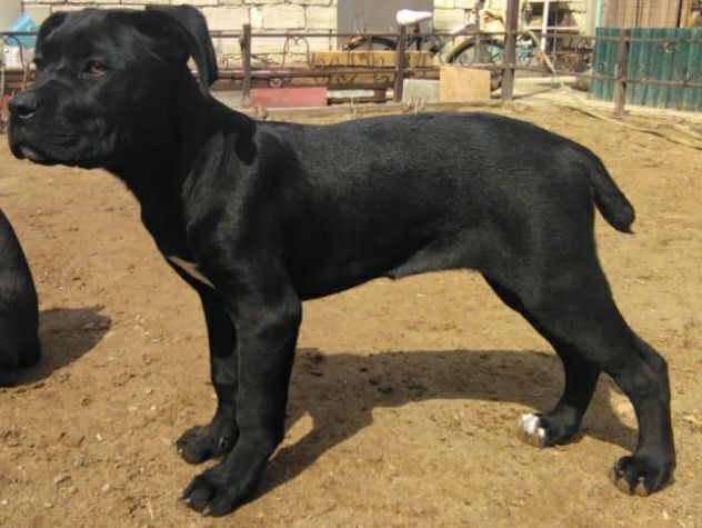 щенки Кане-Корсо