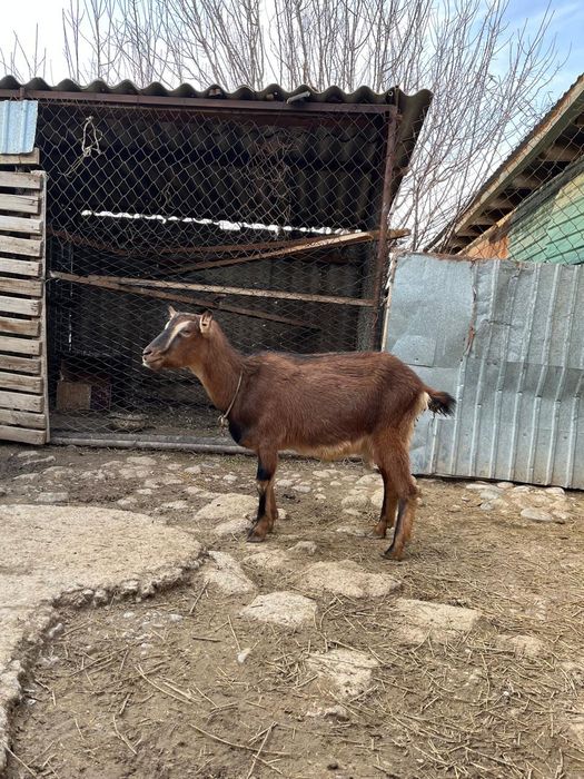 Алып ешкі сатылады