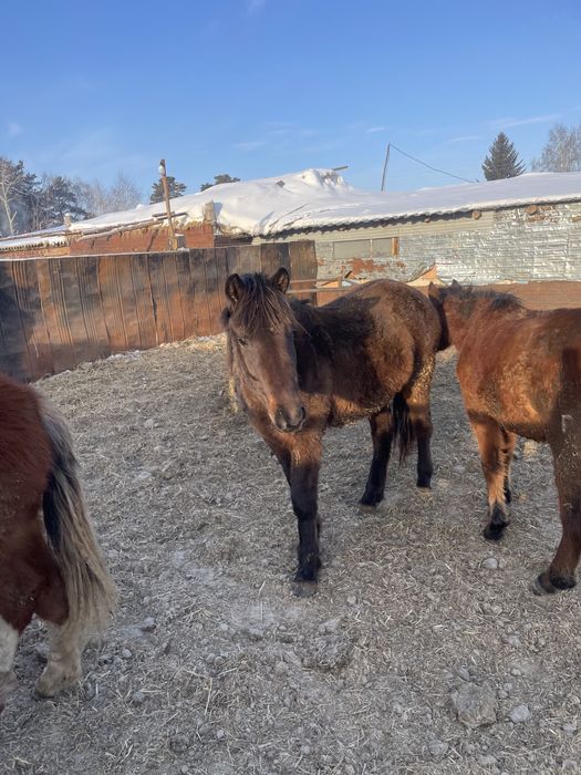 Продам тайев с откорма цены разные