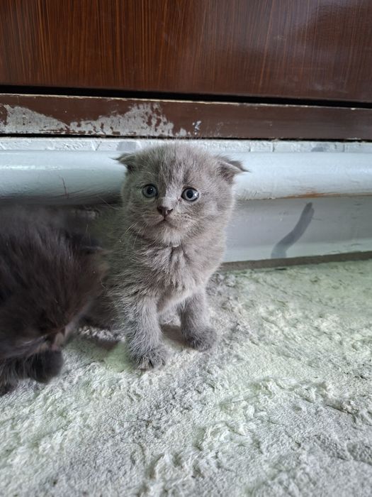 Продаются котята