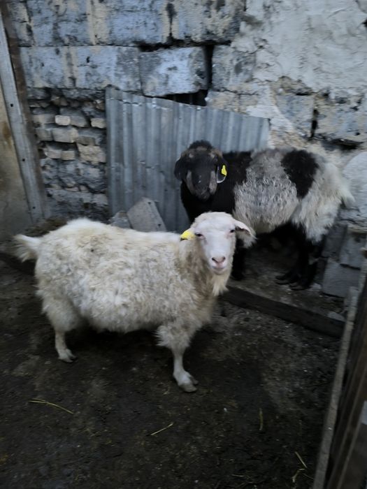 Семыз Ешкылер сатылад.