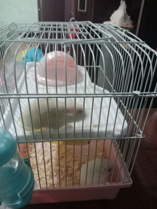 Продам хомяков с клеткой